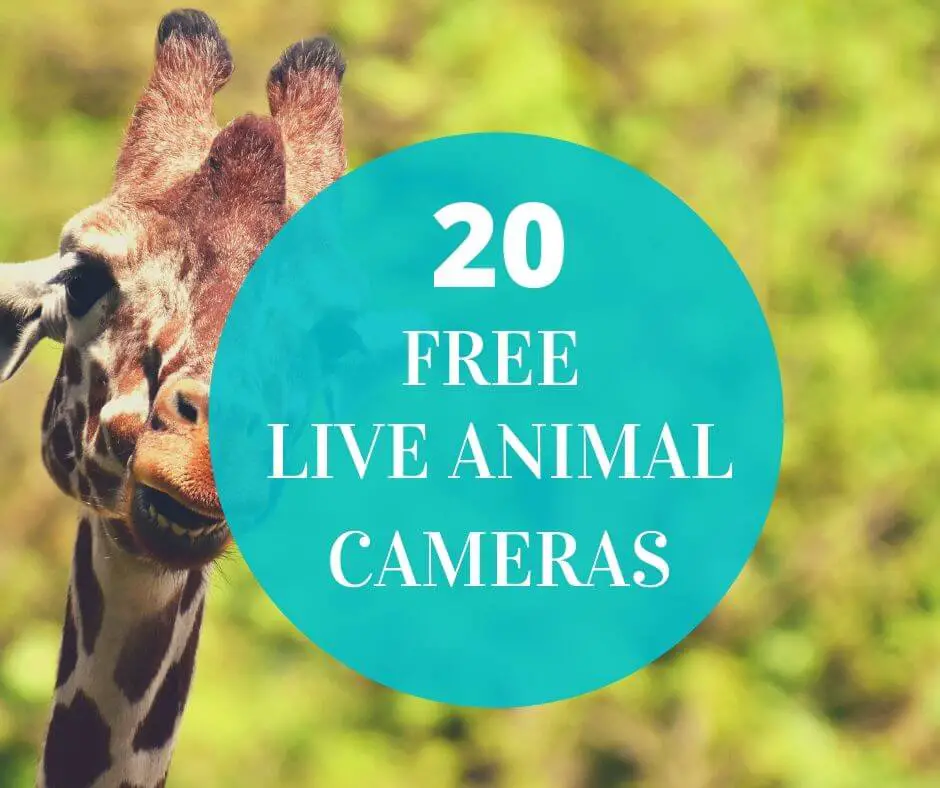 Live Animal Cameras - 15 Zoo & Farm Livestreams Free to watch