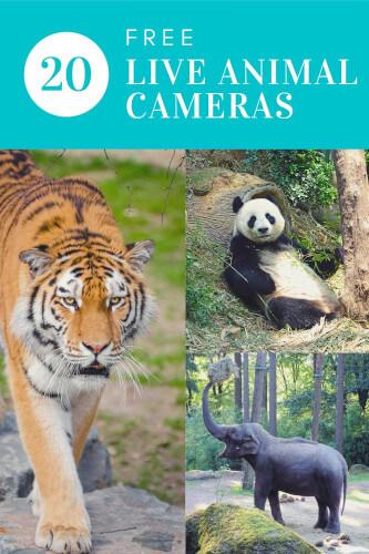 Live Animal Cameras - 21 Free Farm, Zoo & Aquarium Livestreams