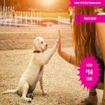 https://www.anrdoezrs.net/links/8178960/type/dlg/https://www.wowcher.co.uk/deal/shop/8027830/dog-behaviour-training-course-14