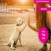 Dog Behaviour &amp; Training Course £14 @ Wowcher